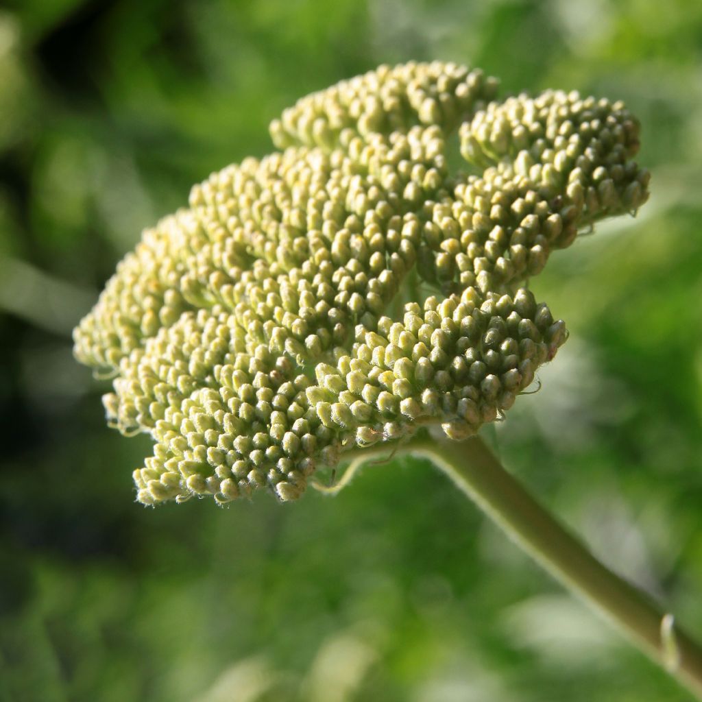 Achillea clypeolata - Milenrama