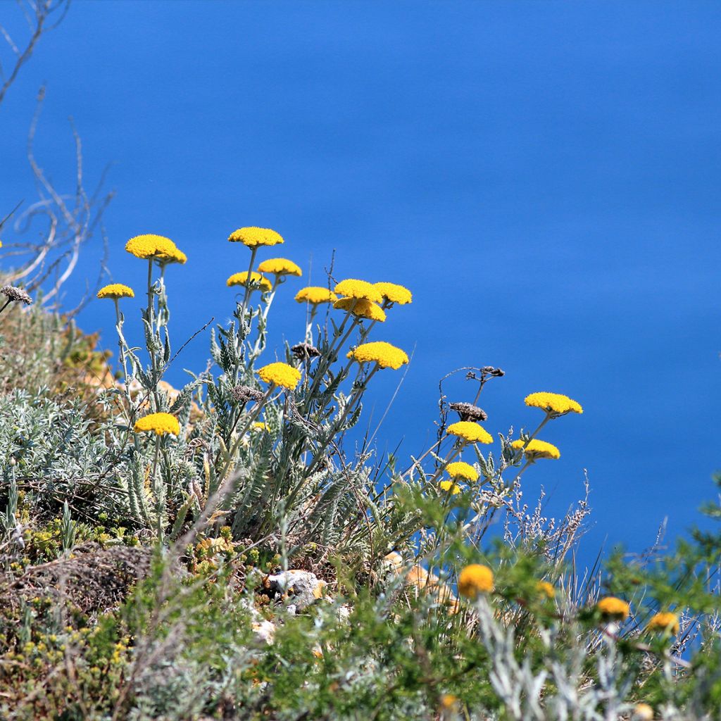 Achillea clypeolata - Milenrama