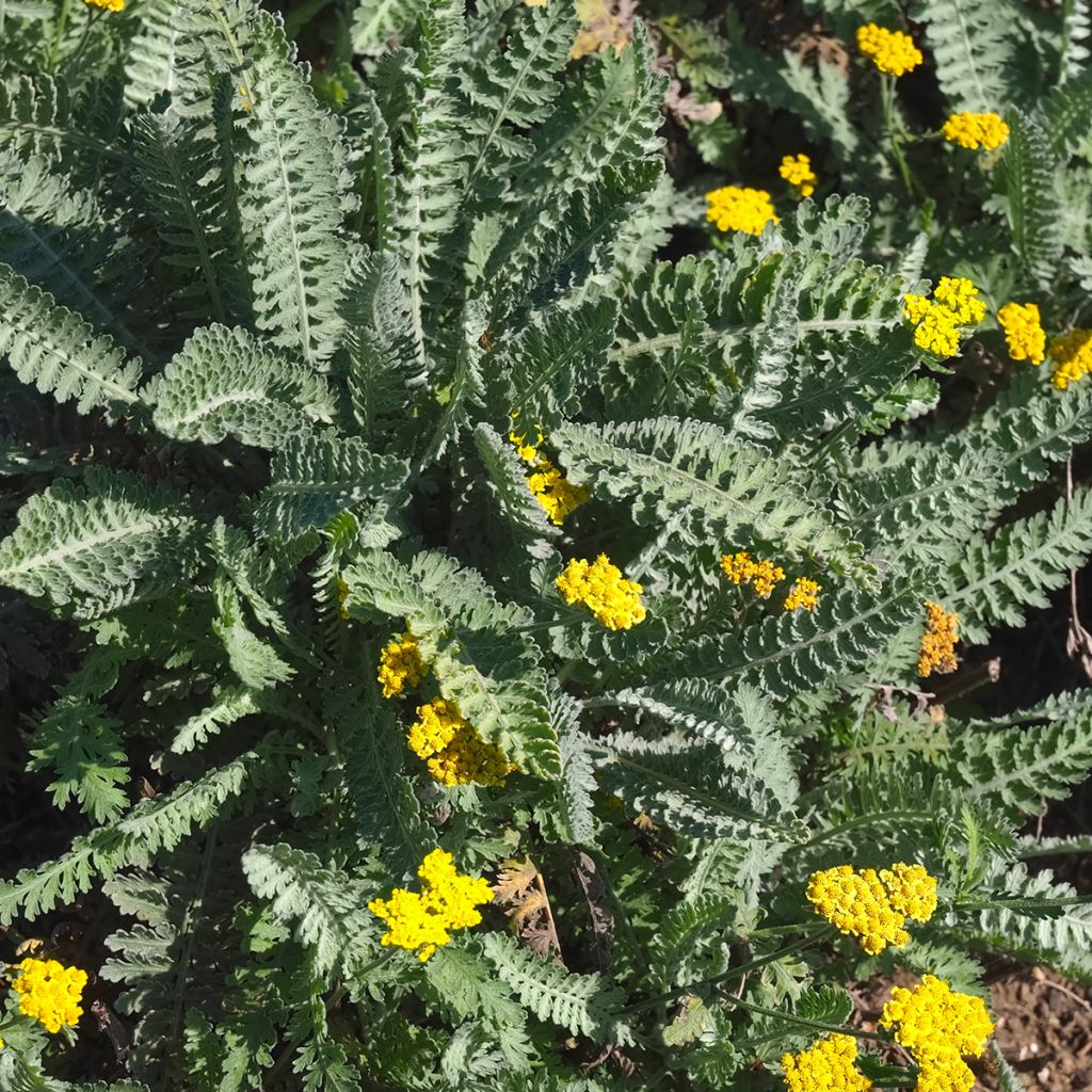 Achillea clypeolata - Milenrama