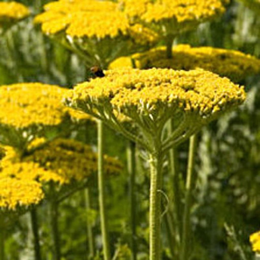 Achillea filipendulina Golden Plate - Achillée à feuilles de fougère