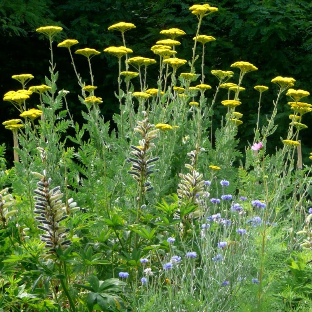 Achillée, Achillea fillipendulina Cloth of Gold