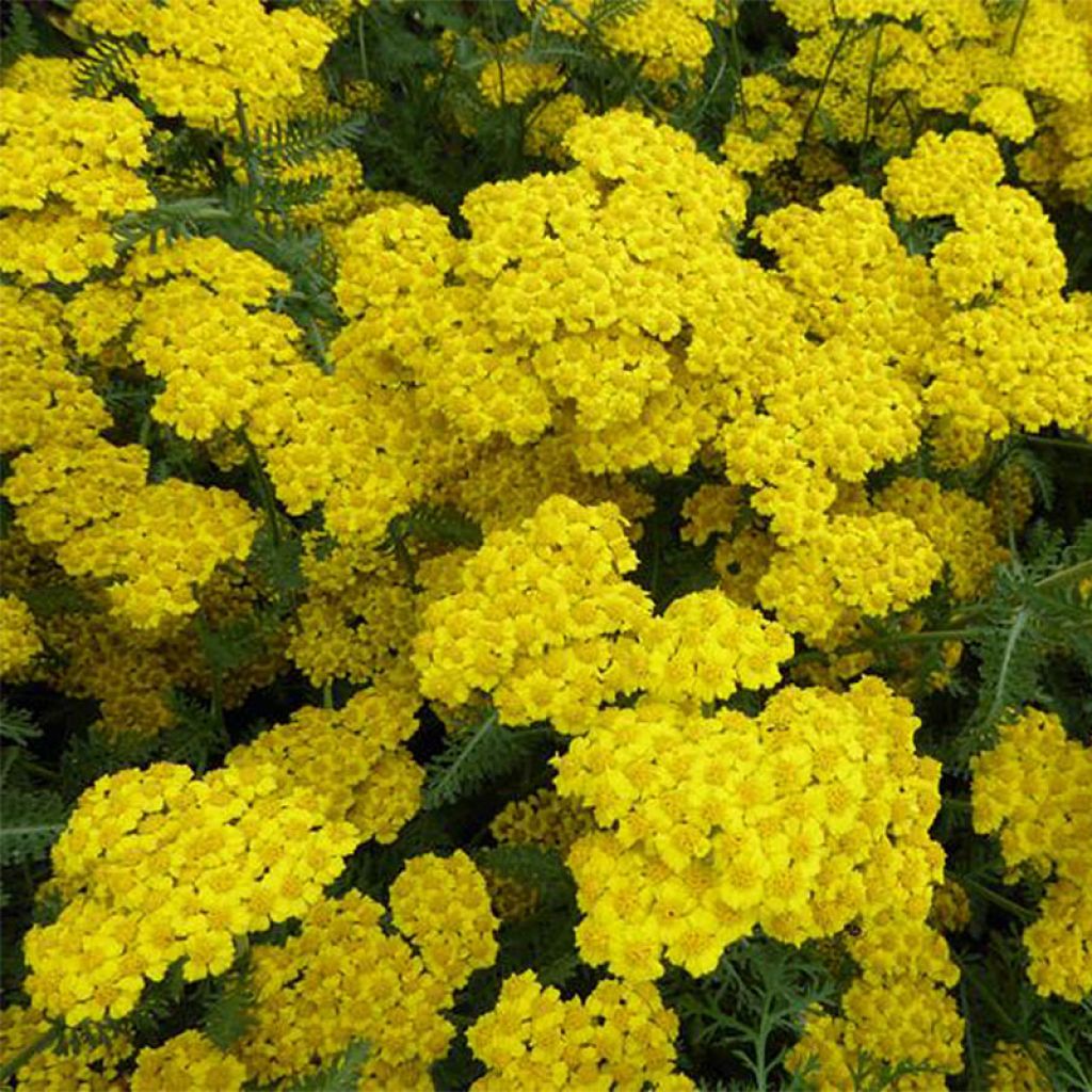 Achillea Little Moonshine - Milenrama