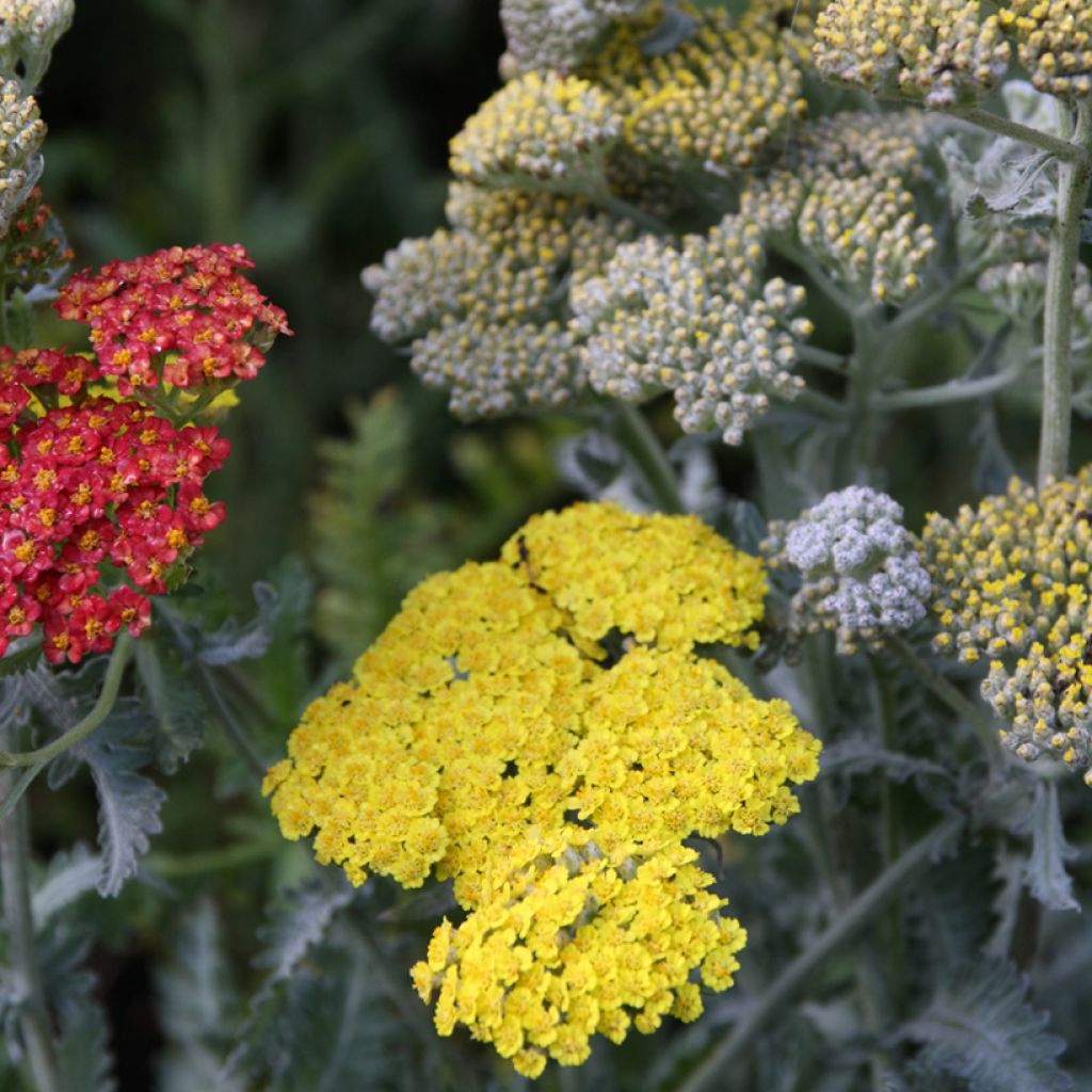 Achillea Little Moonshine - Milenrama