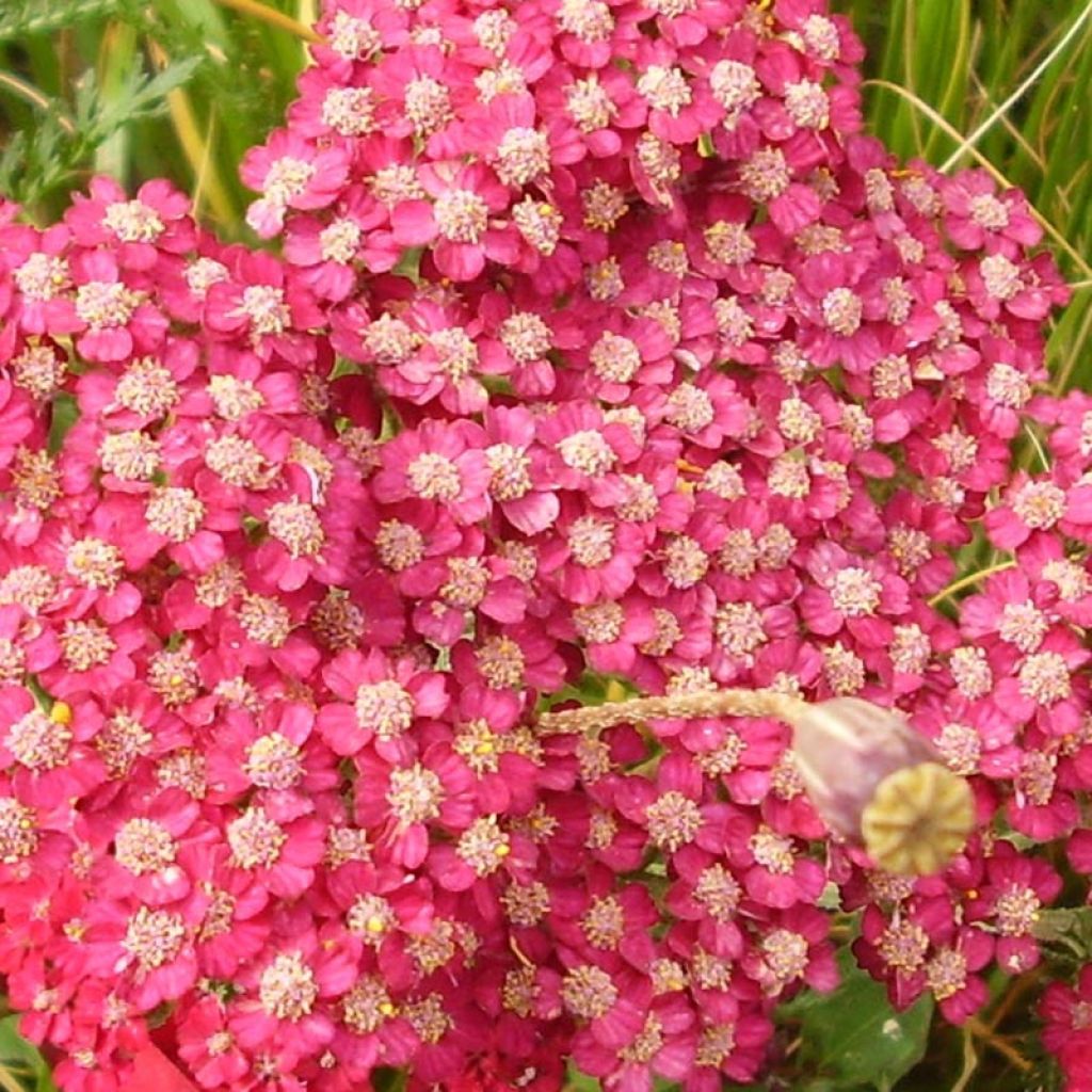 Achillea hybride Petra - Achillée 