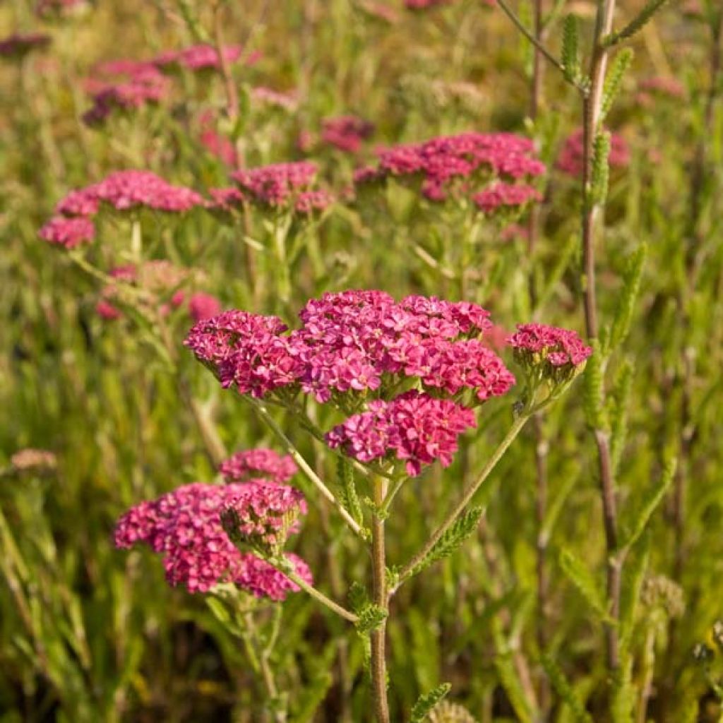 Achillée hybride Velours