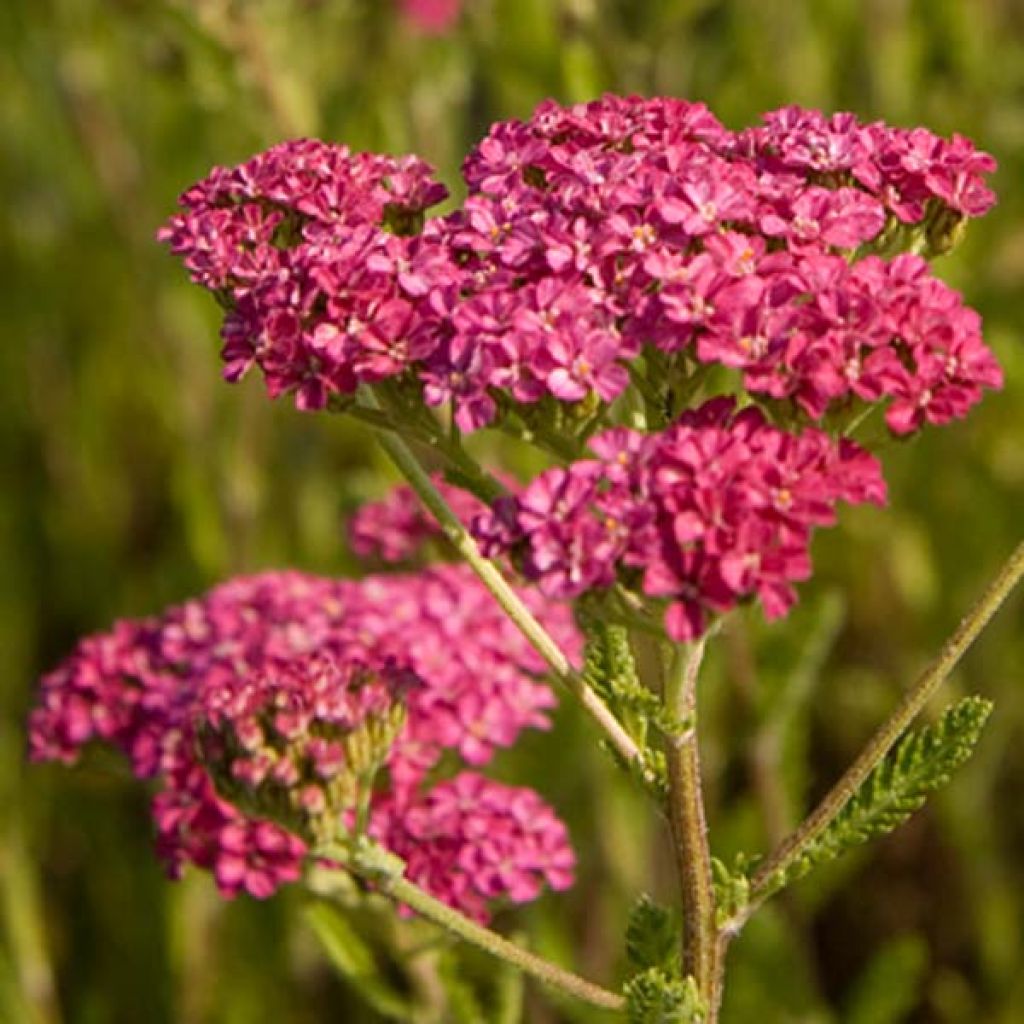 Achillée hybride Velours