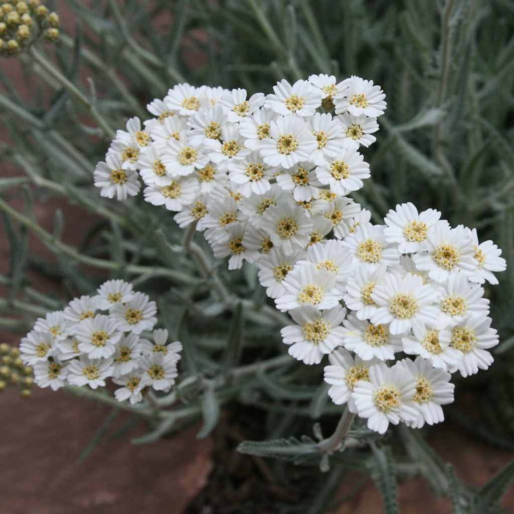 Achillea kellereri - Achillée