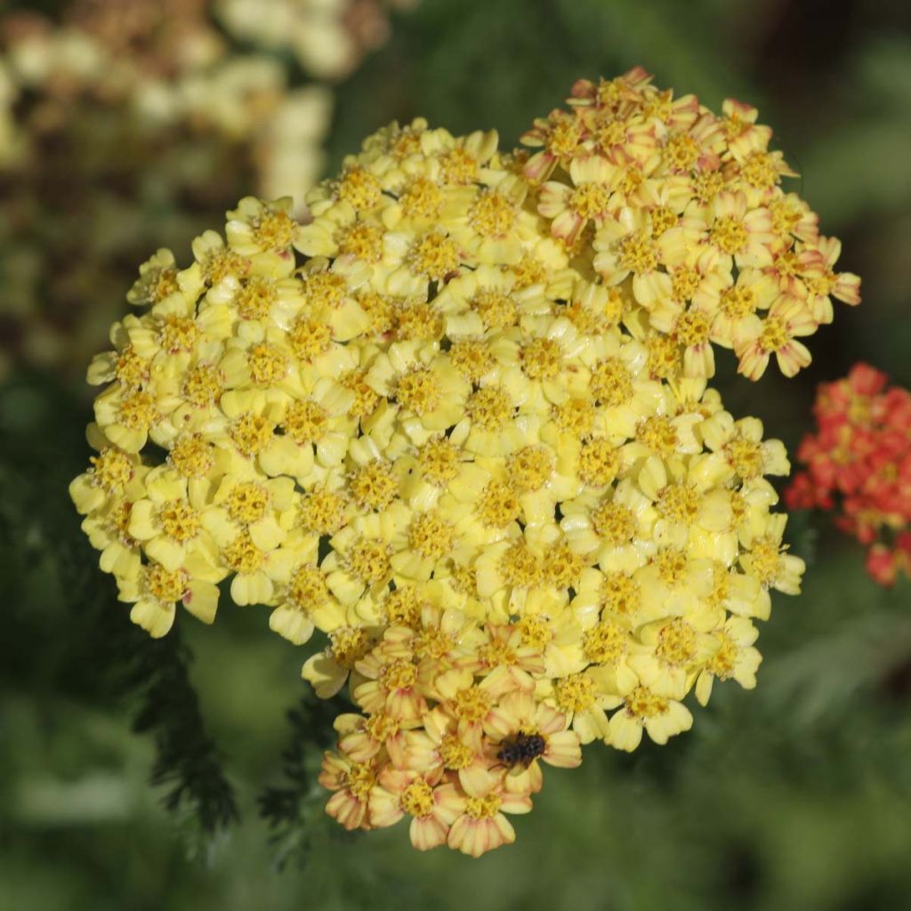 Milenrama Desert Eve Terracotta - Achillea millefolium