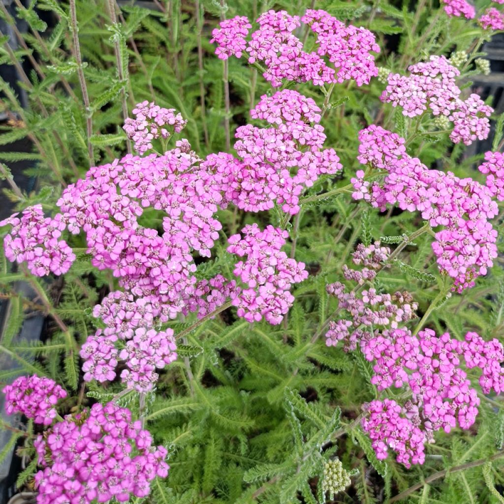 Achillée millefolium Lilac Beauty