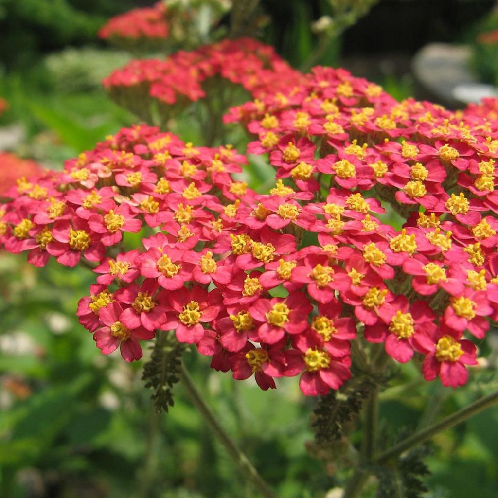 Achillée -  Achillea millefolium Paprika