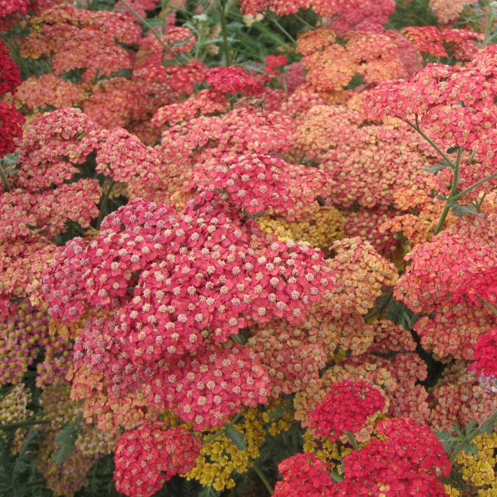 Achillea millefolium Pretty Woman - Achillée millefeuille