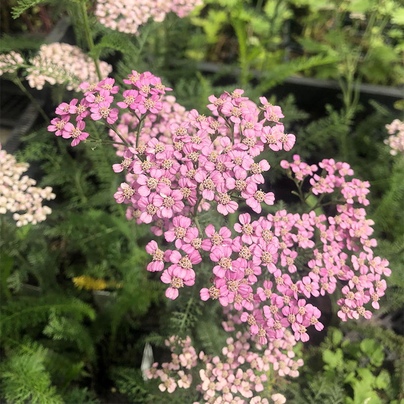 Achillée millefolium Lilac Beauty