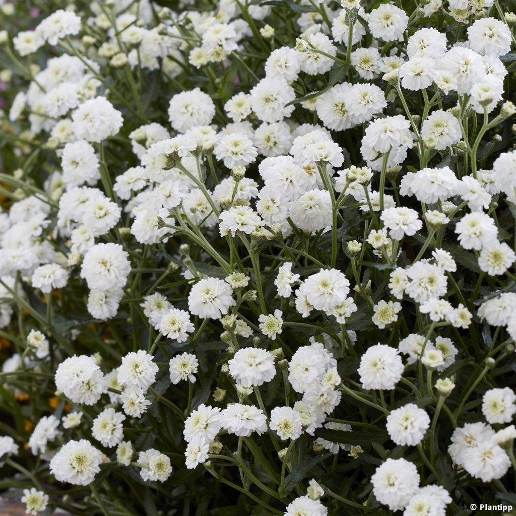 Achillea ptarmica Diadem