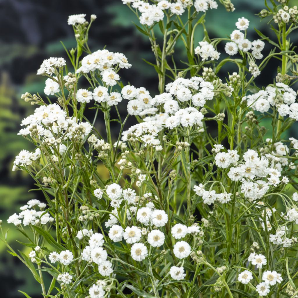 Achillea ptarmica