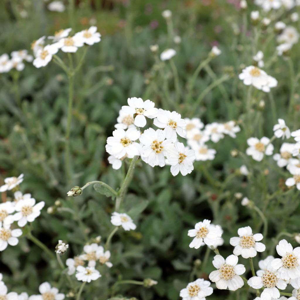 Achillea umbellata - Milenrama