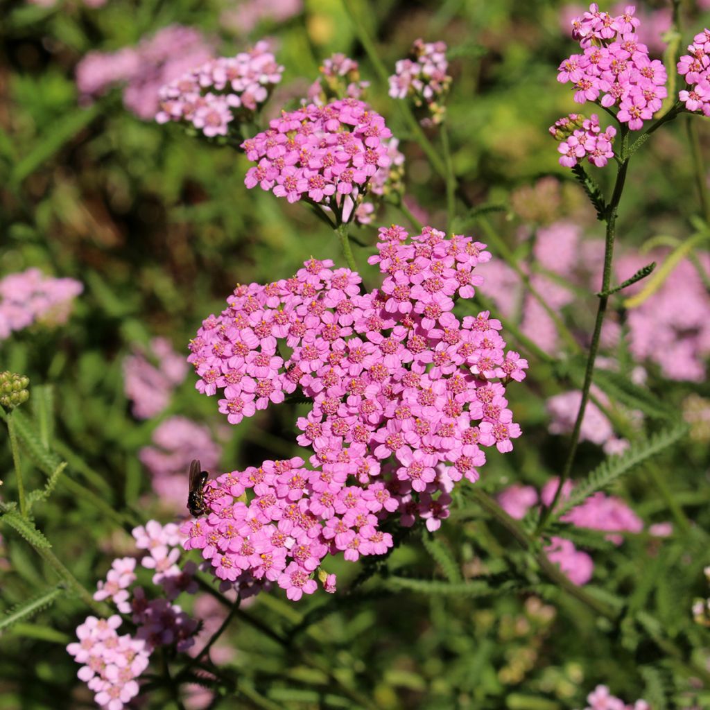 Achillea asplenifolia - Milenrama