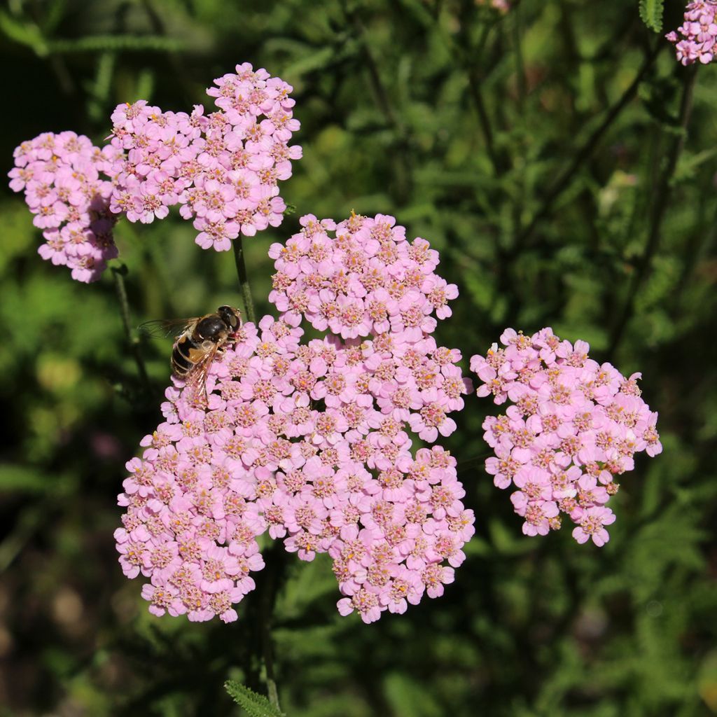 Achillea asplenifolia - Milenrama