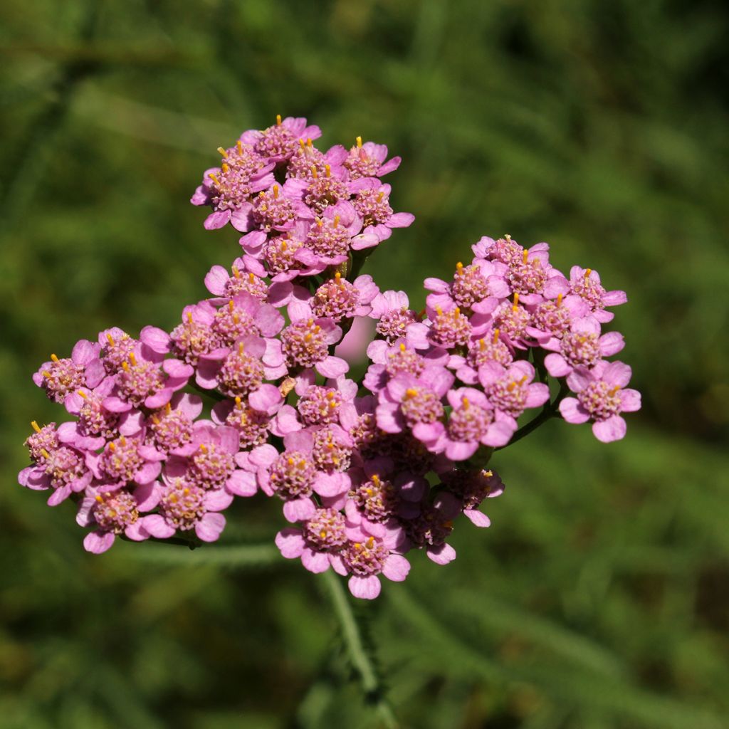 Achillea asplenifolia - Milenrama