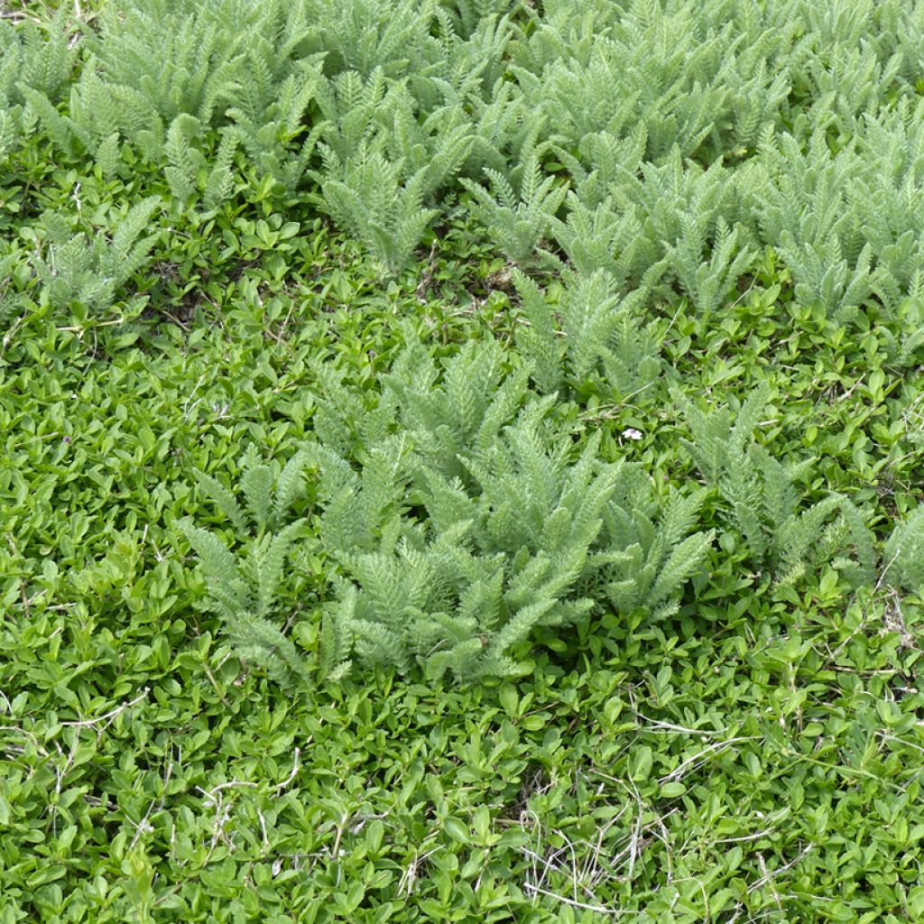 Achillea crithmifolia - Milenrama