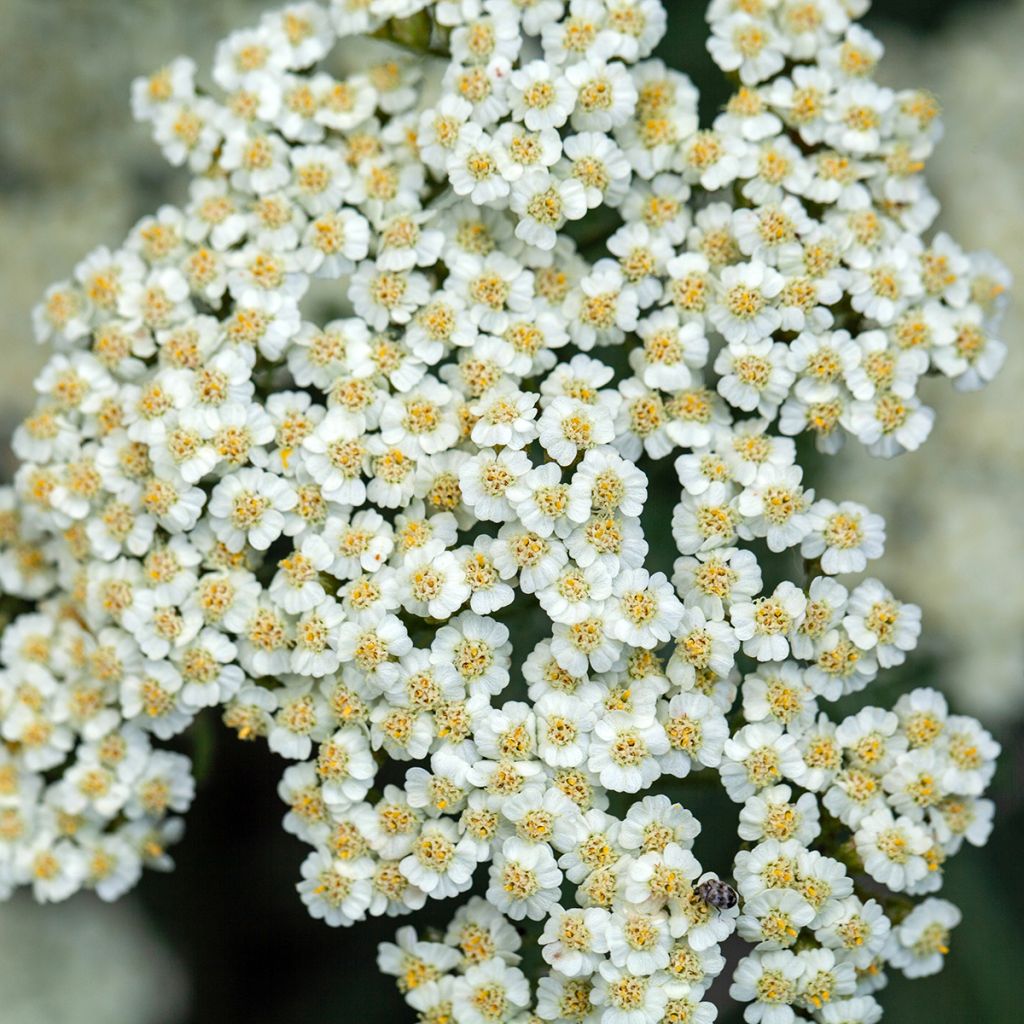 Achillea crithmifolia - Milenrama