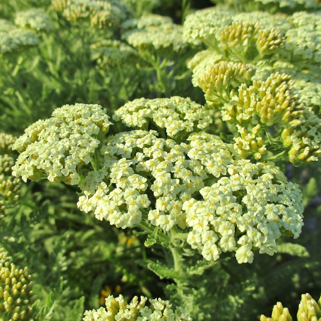 Achillea crithmifolia - Milenrama