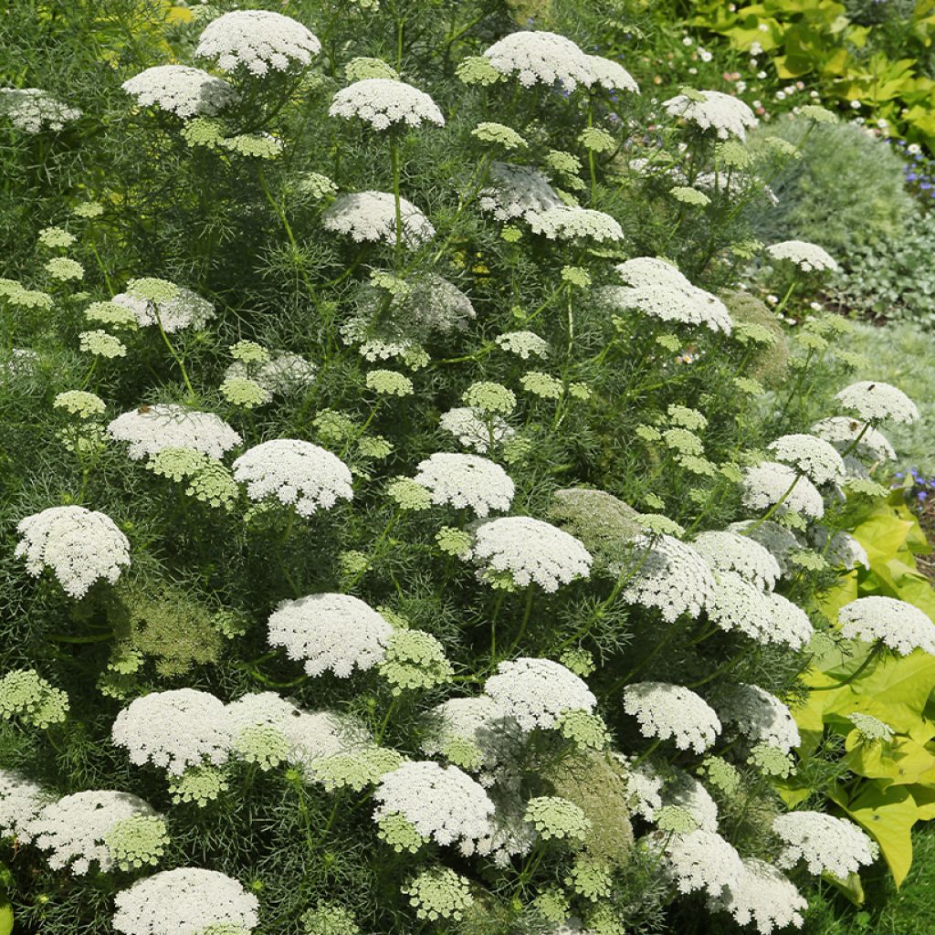 Achillea crithmifolia - Milenrama