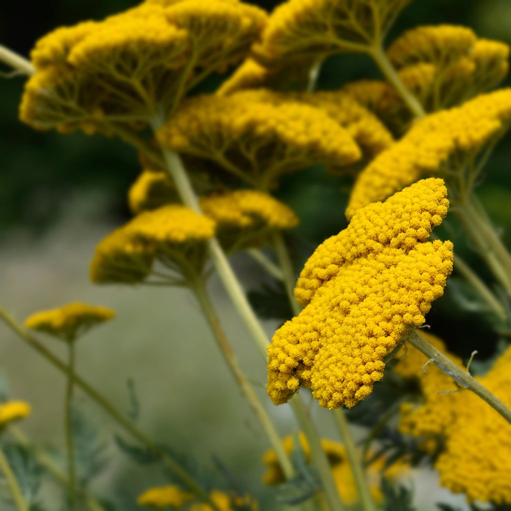 Achillea filipendulina Parker's Variety - Aquilea amarilla