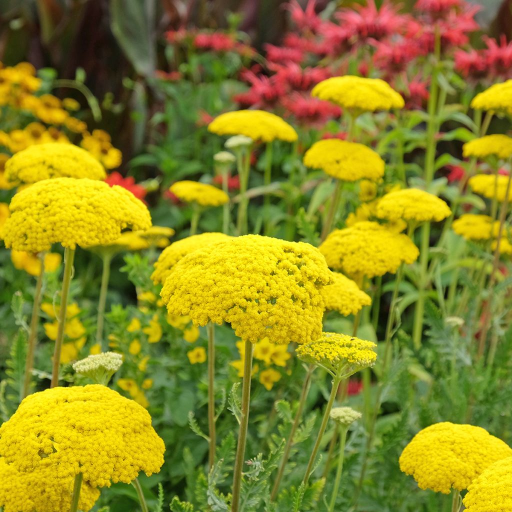 Achillea filipendulina Parker's Variety - Aquilea amarilla