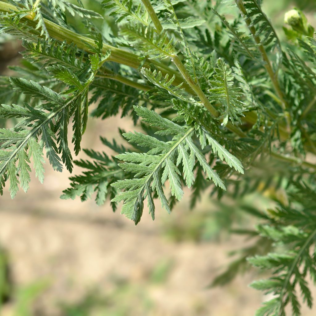 Achillea filipendulina Parker's Variety - Aquilea amarilla