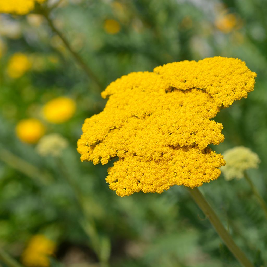 Achillea filipendulina Parker's Variety - Aquilea amarilla