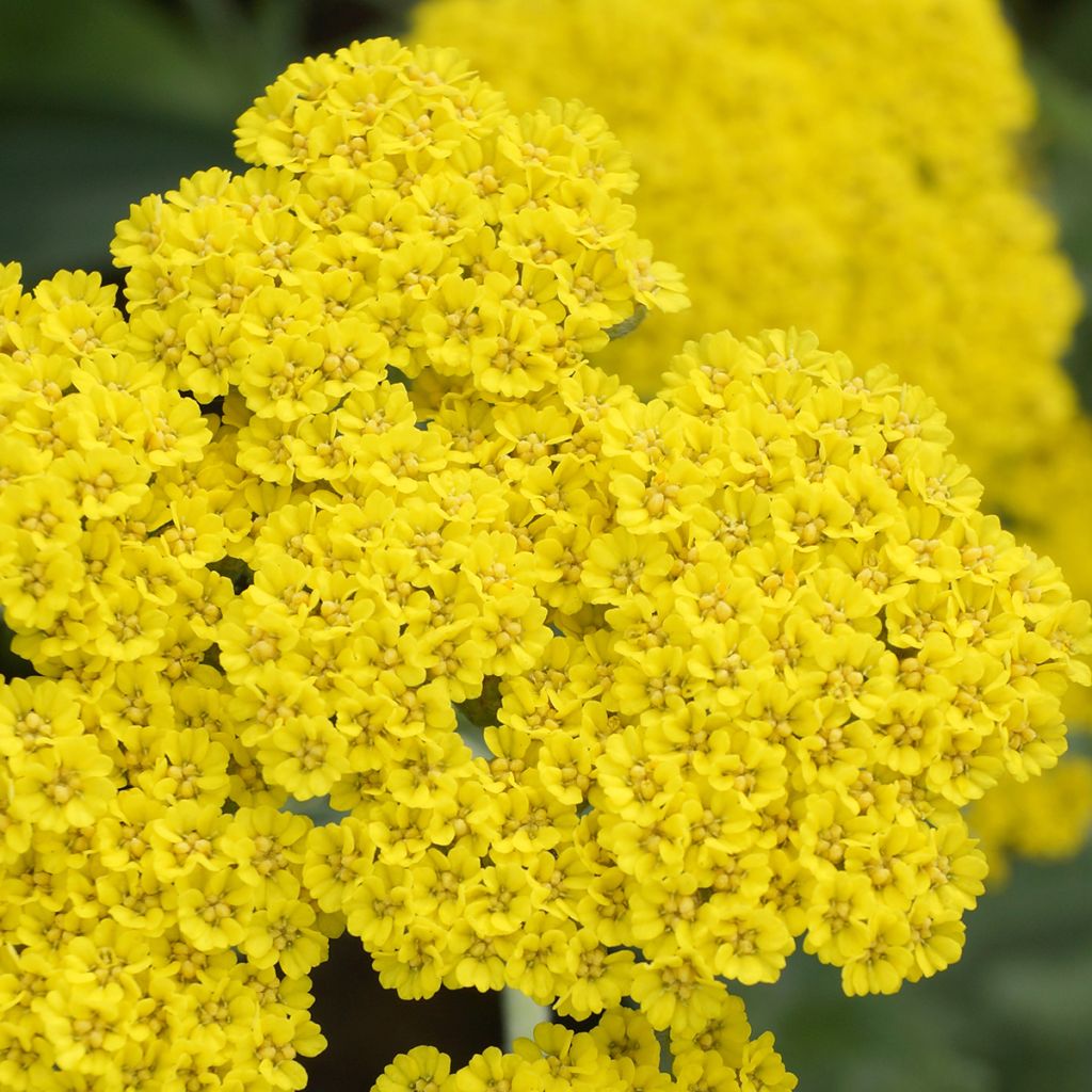 Achillea Moonshine - Milenrama