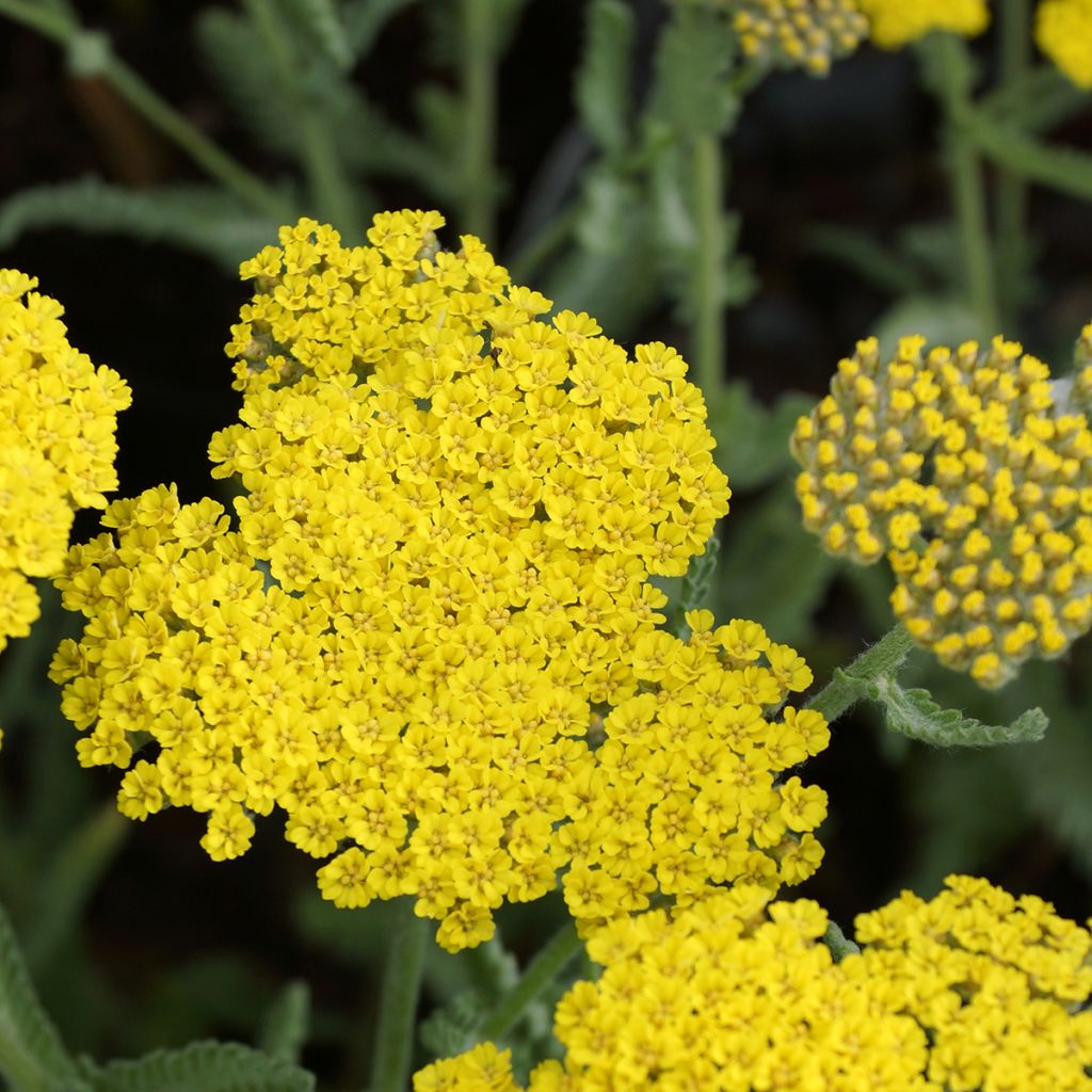 Achillea Moonshine - Milenrama