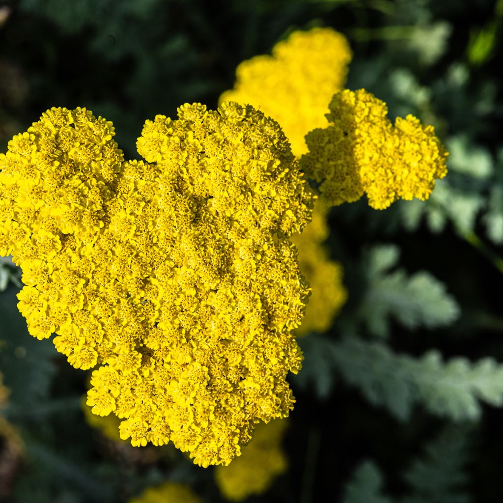 Achillea Moonshine - Milenrama