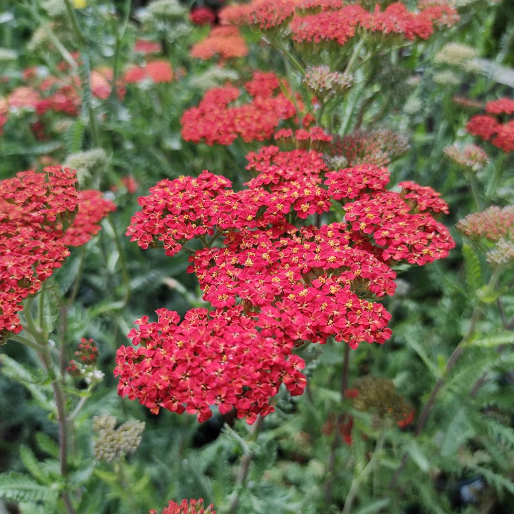 Milenrama Walter Funcke - Achillea millefolium