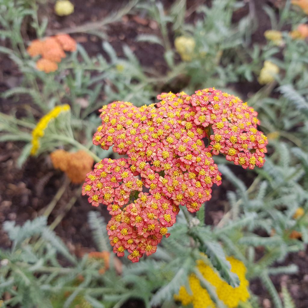 Milenrama Walter Funcke - Achillea millefolium