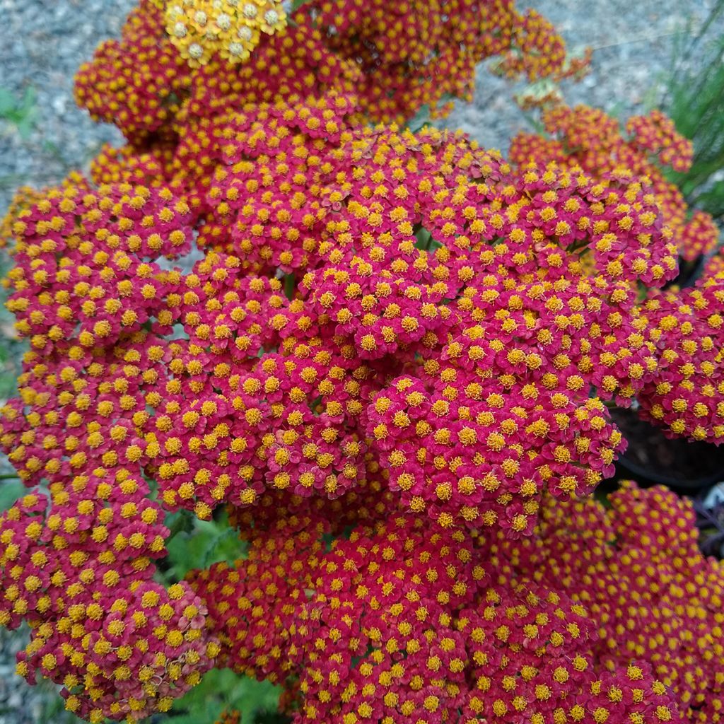 Milenrama Walter Funcke - Achillea millefolium