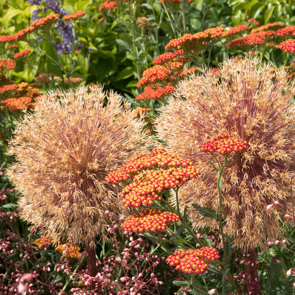 Milenrama Walter Funcke - Achillea millefolium