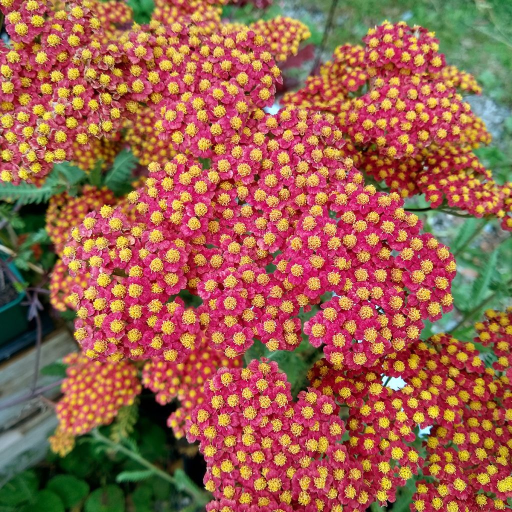 Milenrama Walter Funcke - Achillea millefolium