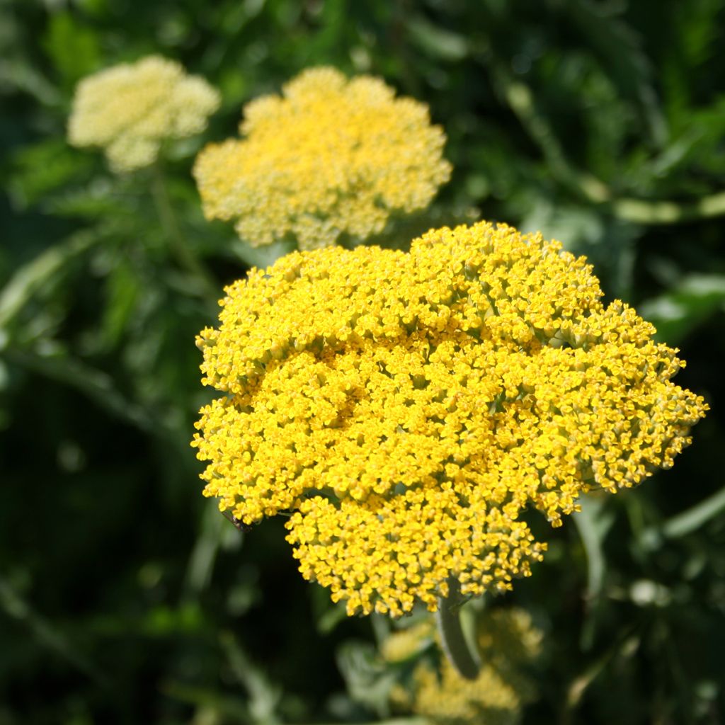 Achillea fillipendulina Cloth of Gold - Aquilea amarilla