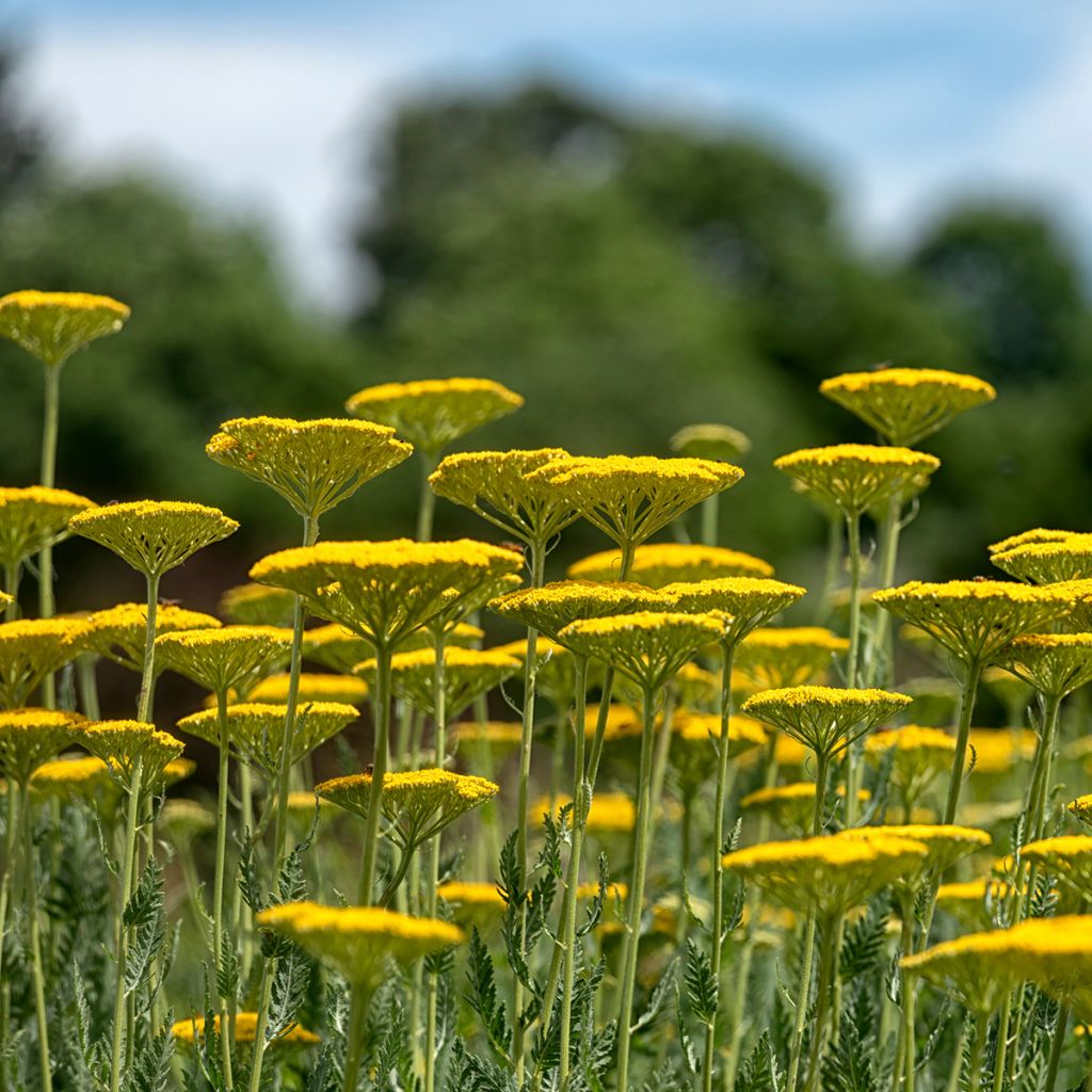 Achillea fillipendulina Cloth of Gold - Aquilea amarilla