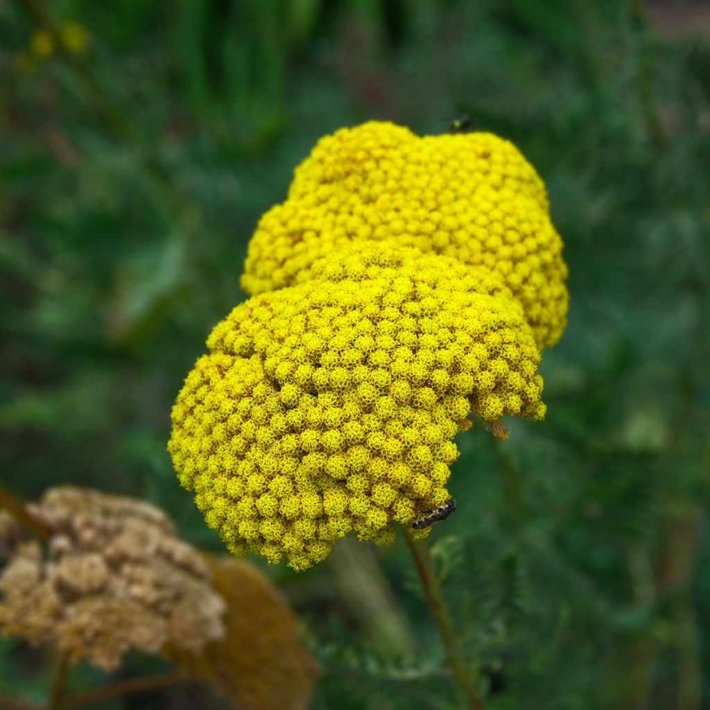 Achillea fillipendulina Cloth of Gold - Aquilea amarilla