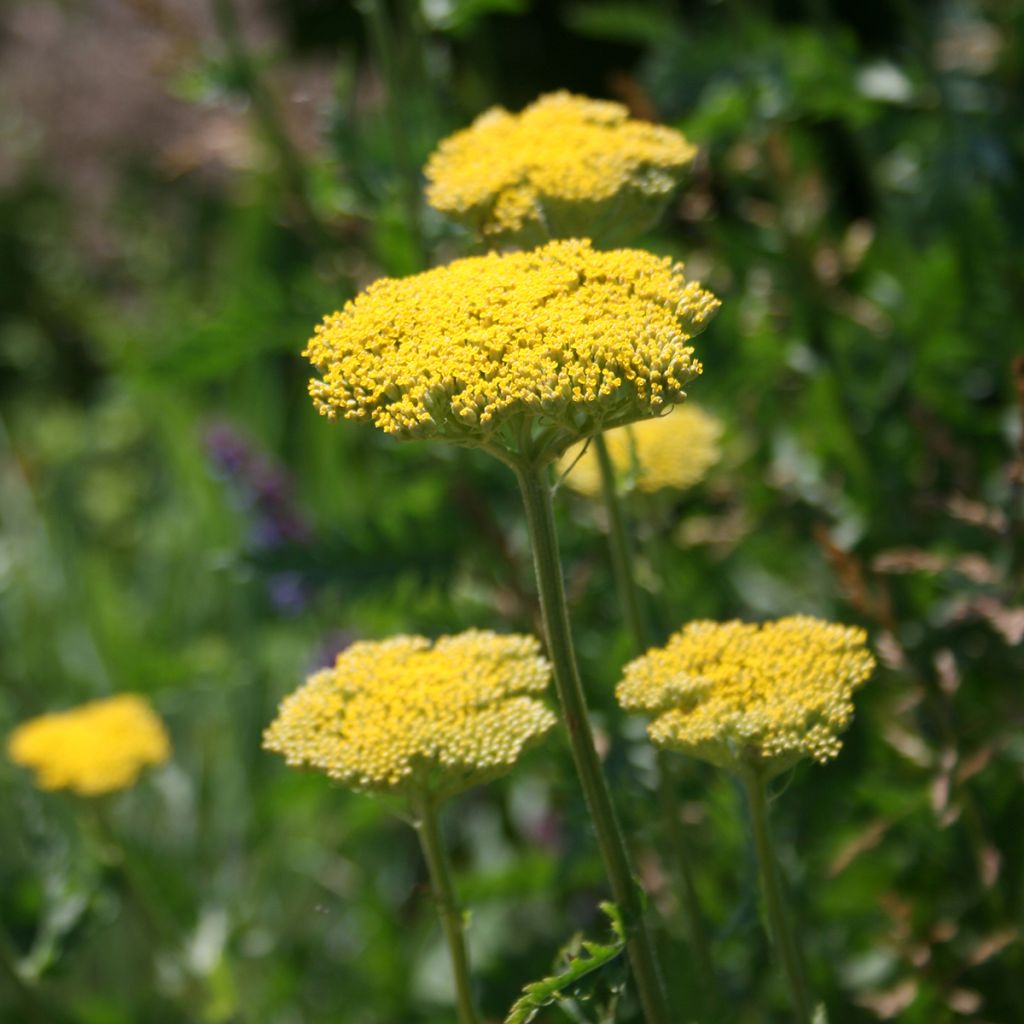 Achillea fillipendulina Cloth of Gold - Aquilea amarilla