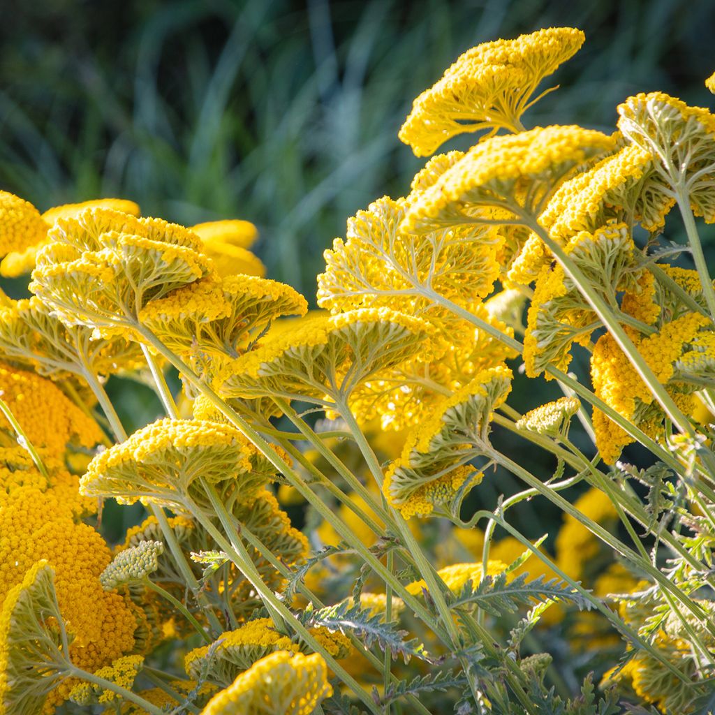 Achillea filipendulina Golden Plate - Aquilea amarilla