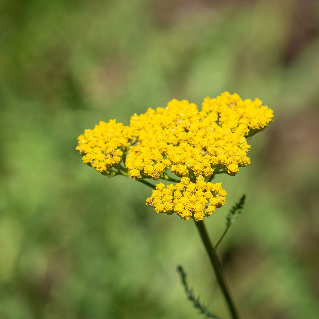 Achillea filipendulina Golden Plate - Aquilea amarilla