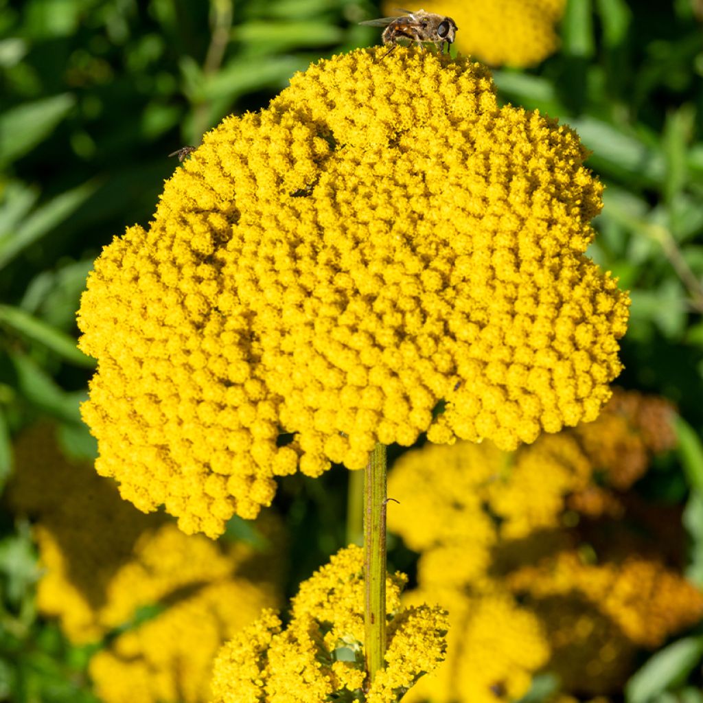 Achillea filipendulina Golden Plate - Aquilea amarilla