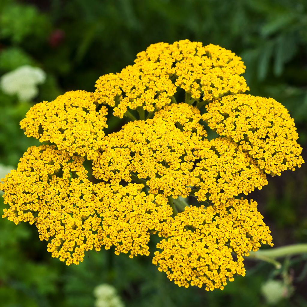 Achillea filipendulina Golden Plate - Aquilea amarilla