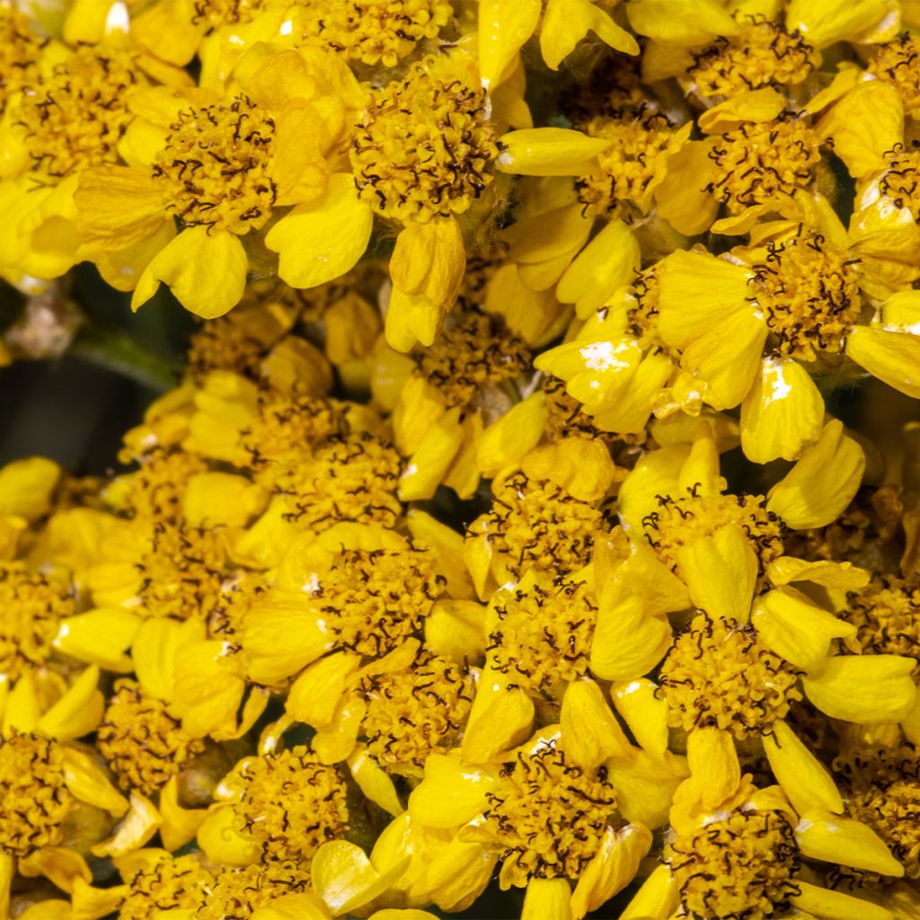 Achillée laineuse Aurea (Maynard's Gold) - Achillea tomentosa