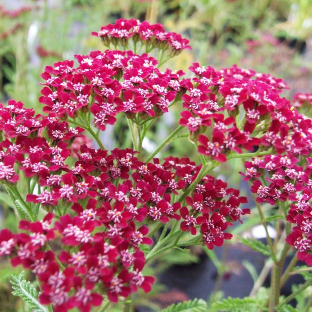 Milenrama Cassis - Achillea millefolium