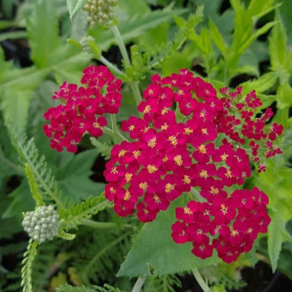 Milenrama Cassis - Achillea millefolium