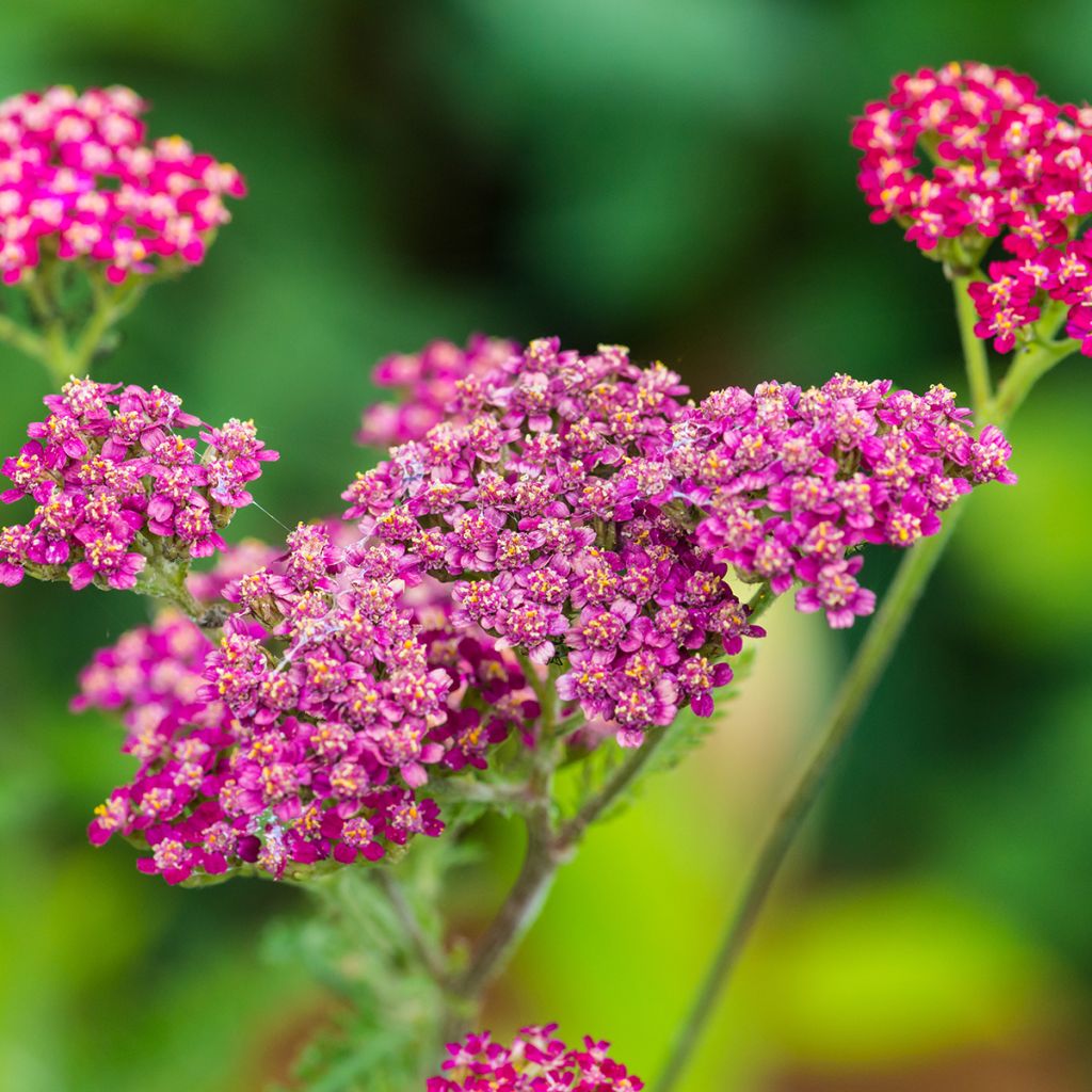 Milenrama Cassis - Achillea millefolium